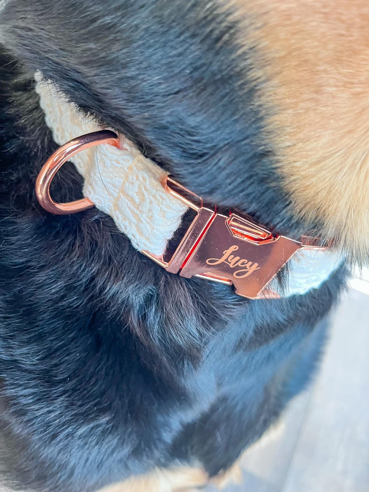 PREORDER: Engraved Dog Collar 11.11.24